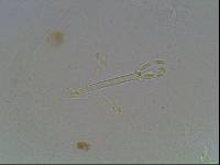 Hypsibius arcticus image