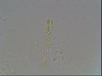 Hypsibius arcticus image