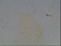 Hypsibius arcticus image