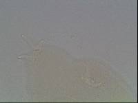 Hypsibius arcticus image