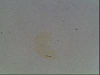 Hypsibius arcticus image