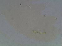 Hypsibius arcticus image