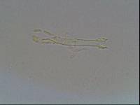 Hypsibius arcticus image