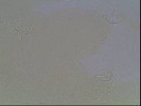 Hypsibius arcticus image