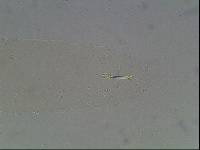 Hypsibius arcticus image