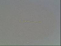 Hypsibius arcticus image