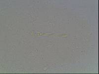 Hypsibius arcticus image