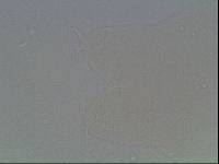 Hypsibius arcticus image