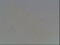 Hypsibius arcticus image