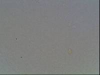 Hypsibius arcticus image