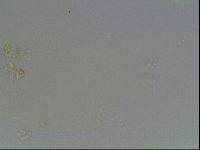 Hypsibius arcticus image