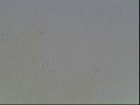 Hypsibius arcticus image