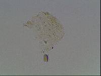 Hypsibius arcticus image