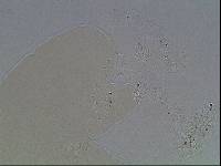 Hypsibius arcticus image