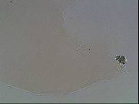 Hypsibius arcticus image