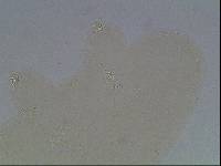 Hypsibius arcticus image