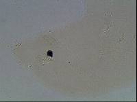 Hypsibius arcticus image