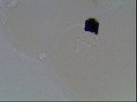 Hypsibius arcticus image