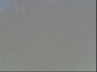Hypsibius arcticus image
