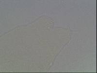 Hypsibius arcticus image