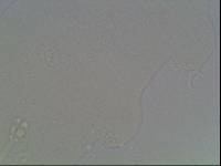 Hypsibius arcticus image