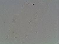 Hypsibius arcticus image