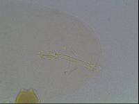 Hypsibius arcticus image