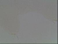Hypsibius arcticus image