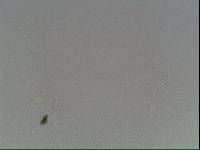 Hypsibius arcticus image