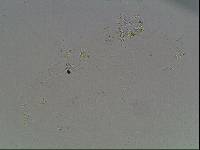 Hypsibius arcticus image