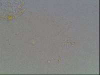 Hypsibius arcticus image