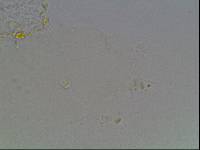 Hypsibius arcticus image