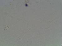 Hypsibius arcticus image