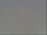 Hypsibius arcticus image