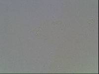 Hypsibius arcticus image