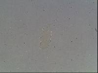 Hypsibius arcticus image
