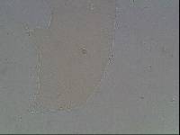 Hypsibius arcticus image