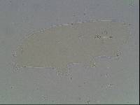 Hypsibius arcticus image