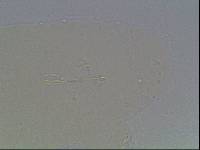 Hypsibius arcticus image