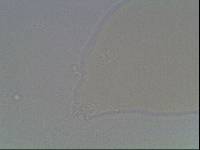 Hypsibius arcticus image
