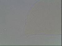 Hypsibius arcticus image