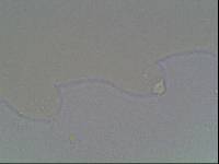 Hypsibius arcticus image