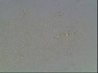 Hypsibius arcticus image