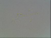 Hypsibius arcticus image