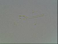 Hypsibius arcticus image