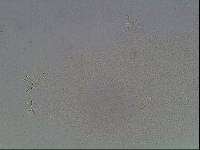 Hypsibius arcticus image