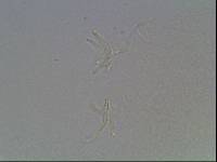 Hypsibius arcticus image