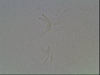 Hypsibius arcticus image