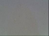 Hypsibius arcticus image
