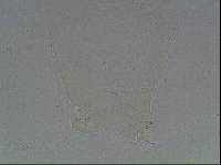 Hypsibius arcticus image